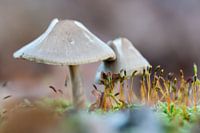 Champignons
