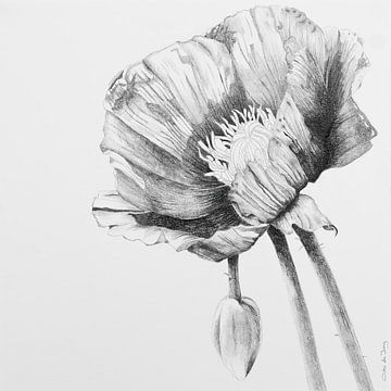 Papaver