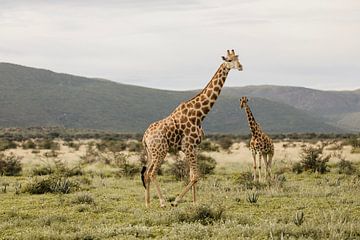 Giraffen kleuren The Habitas Namibia reserve van Leen Van de Sande