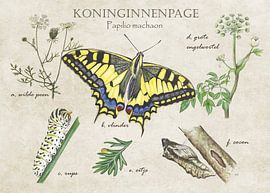 Seite Königinnen - Lebenszyklus