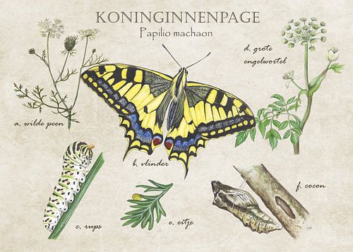 Queens page - Life cycle