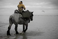 Shrimp fisherman on horseback by Rik Verslype thumbnail