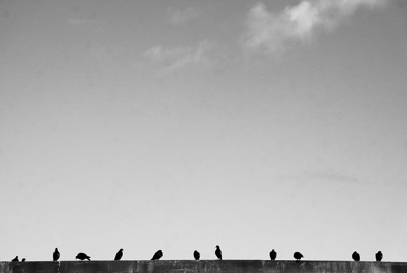 For the Birds.  von Tina Hartung