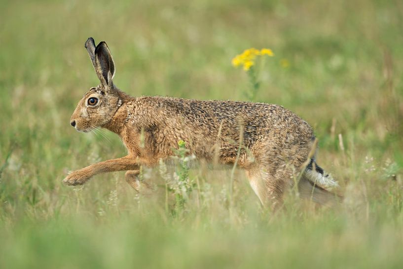 Lièvre d'Europe ( Lepus europaeus ) courant dans une prairie fleurie au printemps, faune sauvage, Eu par wunderbare Erde