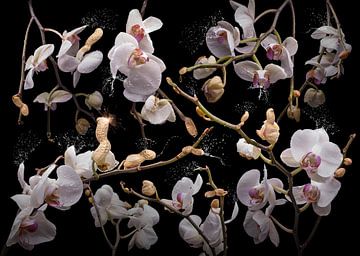 Orchidea hypogaea van Olaf Bruhn