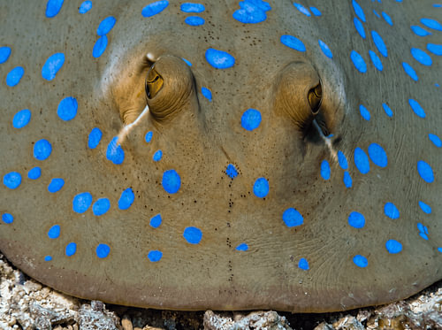 Blue-spotted stingray – blue spots and golden eyes