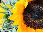 Sunflowers by Leonie Versantvoort thumbnail