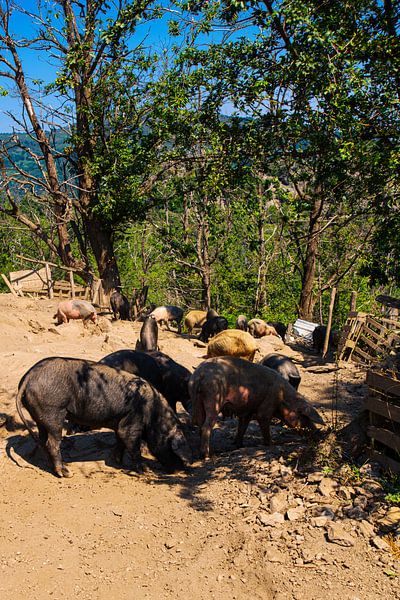 Schweine auf Korsika von Youri Mahieu