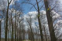Bomenrij op Noord beveland