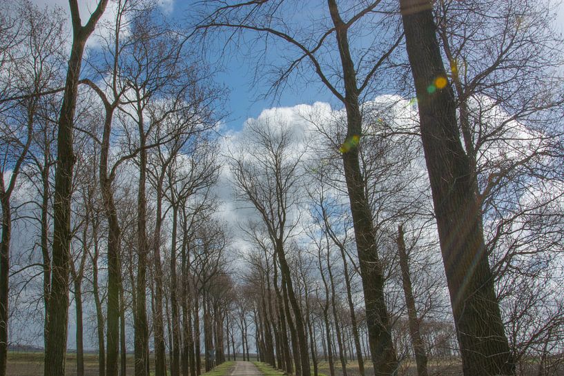Bomenrij op Noord beveland par Teus Reijmerink