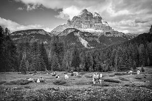 Koeien in de Dolomieten bij de drie toppen. Zwart-witfoto. van Manfred Voss, Schwarz-weiss Fotografie