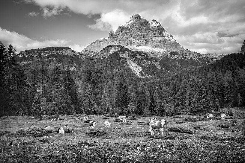 Kühe in den Dolomiten bei den drei Zinnen. Schwarzweiss Bild. von Manfred Voss, Schwarz-weiss Fotografie