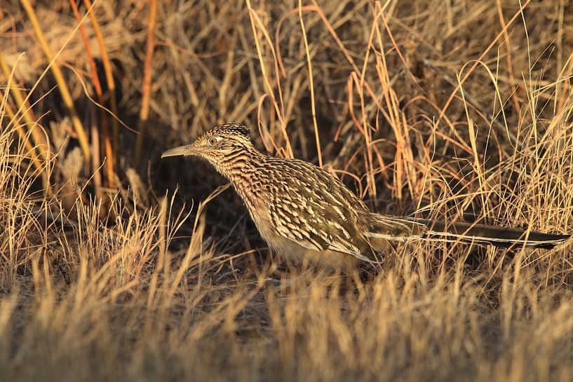Roadrunner&quot; coucou de route (Geococcyx californianus), aussi grand coucou de course ou cou par Frank Fichtmüller