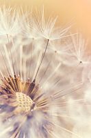 Indian Summer feeling: Der Flaum eines Löwenzahns im warmen Licht