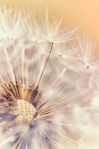 Indian Summer gevoel: De pluisjes van een paardenbloem in het warme licht