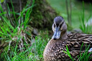 Ente im Gras von Borg Enders