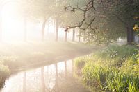 Lente mist