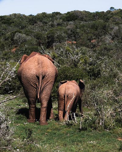 Mutter und Tochter Elefant