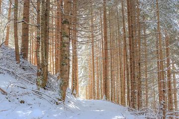 Des arbres dans la neige sur Marjolein Albregtse