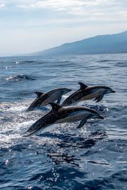Dauphins éclaboussés dans l'océan bleu sur Poster Art Shop