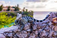 Iguana on Curacao