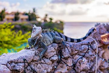 Leguaan op Curacao van Barbara Riedel