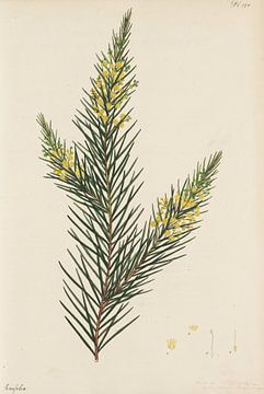 Le répertoire du botaniste, Andrews, Henry Charles. sur Teylers Museum