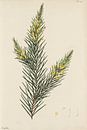 , De opslagplaats van de botanicus, Andrews, Henry Charles van Teylers Museum thumbnail
