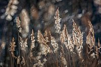 Riet