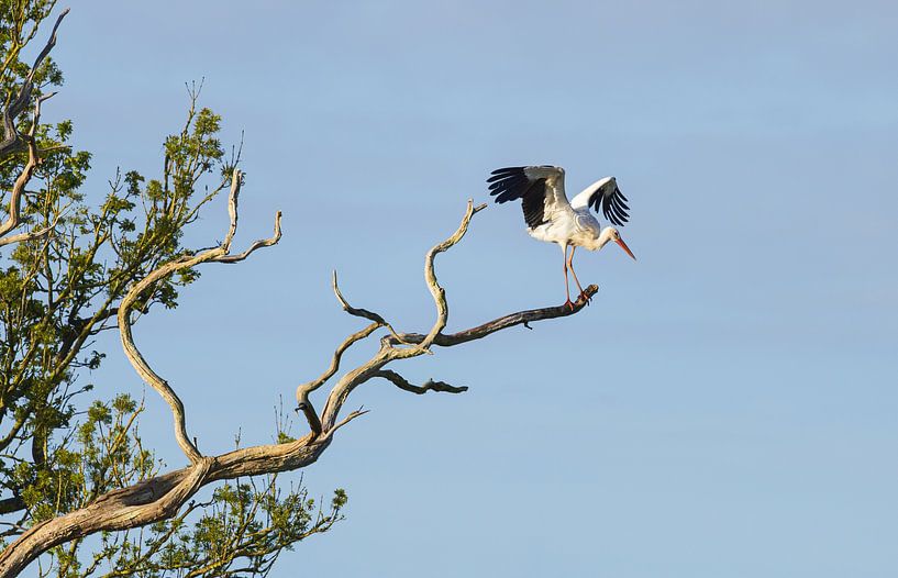 Stork sunrise Oudemolen - Drenthe (Netherlands) by Marcel Kerdijk
