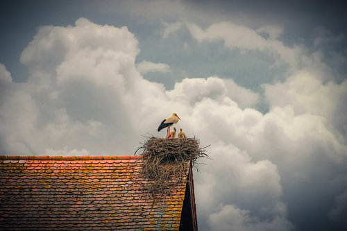 Freiburg – Ein Nest unter weitem Himmel