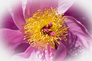 Pivoine rose