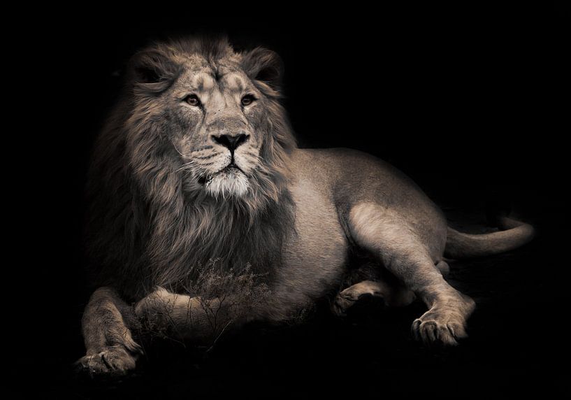 lunar beast (ashen). Gorgeous lion aristocrat in the night. A powerful male lion with a chic mane im by Michael Semenov