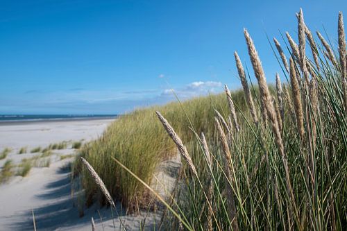 Schiermonnikoog - Helmet grass (2)
