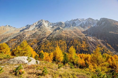 Goldene Lärchen und Landschaft in Arolla Wallis