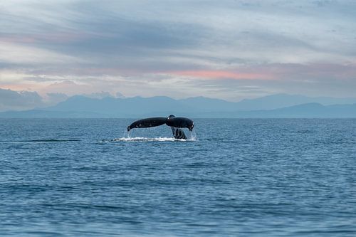 Das Märchen eines Wals