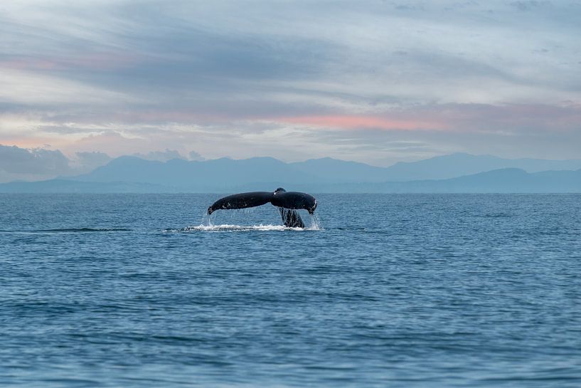 L'histoire d'une baleine par Leon Brouwer