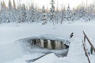 Wak in een meertje in Lapland van Miranda van Assema thumbnail