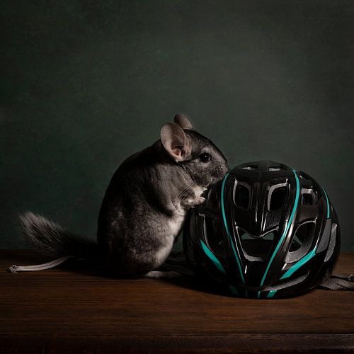 Schattige chinchilla in een stilleven scene met fiets accessoires
