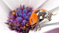 lieveheersbeestje op spaanse margriet macro