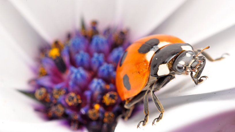 ladybug on a cape daisy by Mark Verhagen