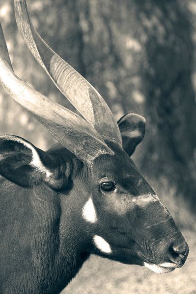 Bongo von David Dirkx