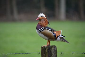 Mandarin duck on pole Landgoed Groot Warnsborn Arnhem by My Footprints