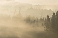 The forest awakens during the early hours in Sweden.