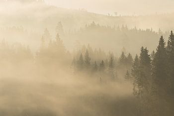 Der Wald erwacht in den frühen Morgenstunden