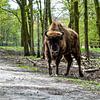 Oog in oog met een Wisent van Heleen de Silva