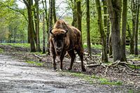 Eye to eye with a European bison