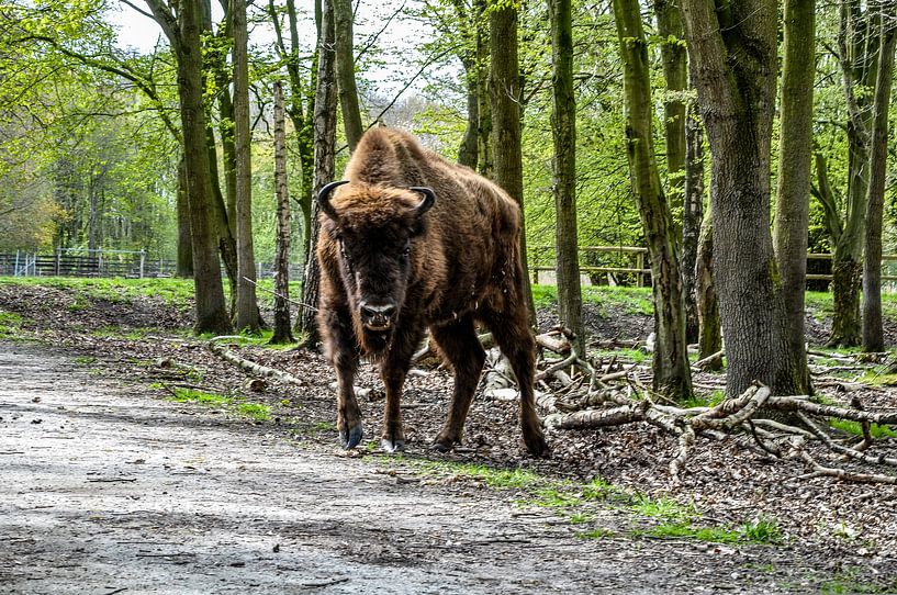 Les yeux dans les yeux avec un bison européen par Heleen de Silva