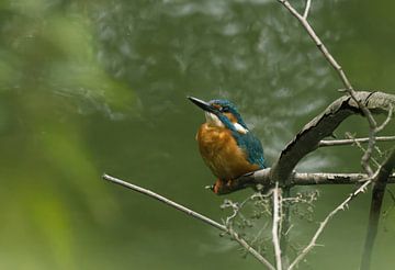 IJsvogel poserend op tak van fb-fotografie