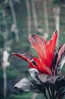 Wilde kleurrijke rode plant in Bali, Indonesië